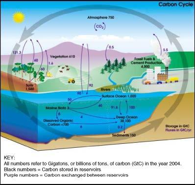 Figure 1.1: Carbon moves from one reservoir to another in the carbon cycle. What role do organisms play in this cycle?