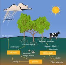 The Nitrogen Cycle The nitrogen cycle is the process in which nitrogen circulates among the air, soil, water, plants, and animals in an