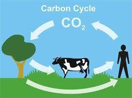 The Carbon Cycle Carbon exists in air, water, and living organisms.