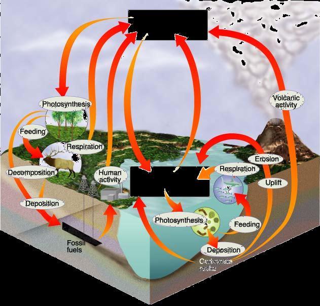 The Carbon Cycle Carbon is a key ingredient of