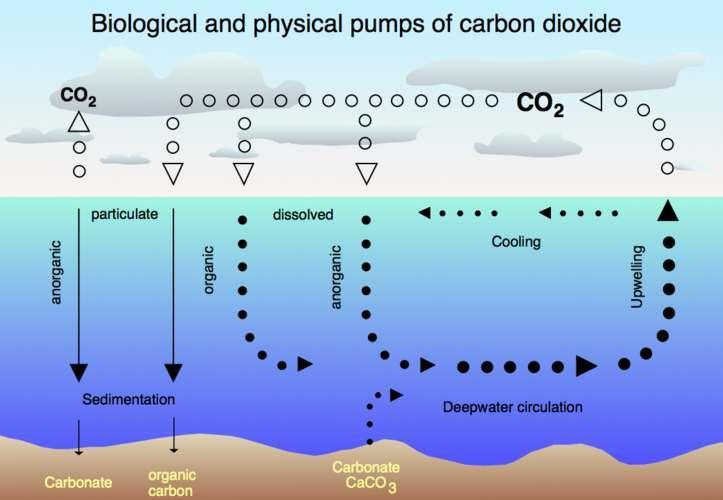 Carbon in Oceans Oceans store large amounts of carbon.