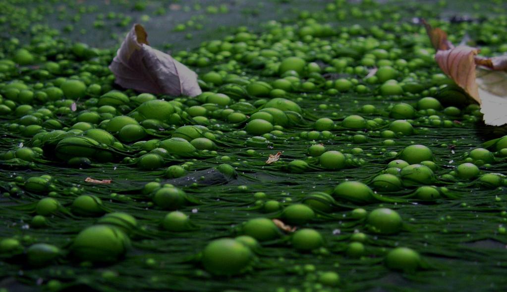 Human Impact A major problem with the use of phosphorus in fertilizers is the process of artificial eutrophication.