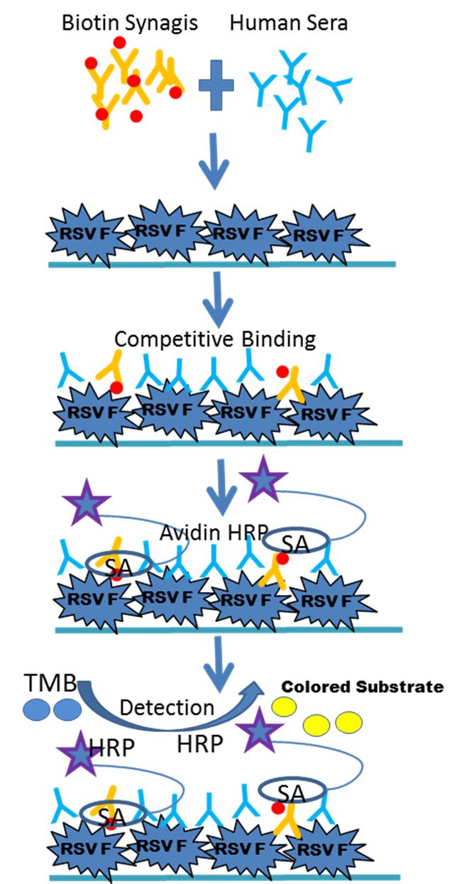 Palivizumab-Competitive ELISA (PCA) Labeled Palivizumab Human Immune Sera Vaccine-induced antibodies compete with