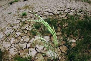 Climate Change will Bring: Longer dry