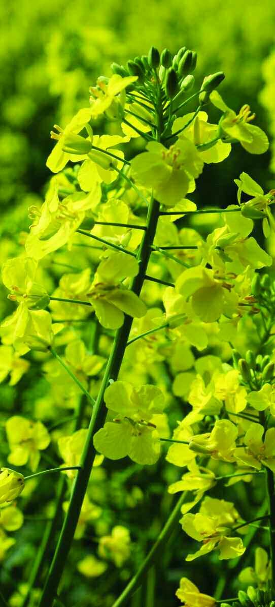 Pick of the OSR crops VARIETY LABS How will the loss of neonicotinoid dressings sway your pick of varieties this year?