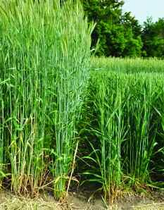 Hybrid rye has a high dry matter yield and can be harvested early, helping with blackgrass control. is maize, energy beet or rye.
