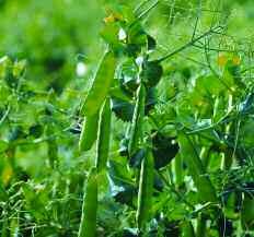 You need to be on your guard for pea moth at the early pod stage the Browns use PGRO s pea-moth warning service. on the first pre-em to do a good job, and that s a problem if it s dry.