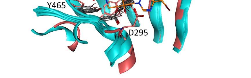 is shown in orange. The key binding residues involved in binding which are indicated on the diagram are conserved in each of the USP s.