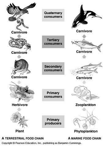 Ecosystem Ecology 1. Overview of material and energy flows in ecosystems 2. Primary production 3. Secondary production and trophic efficiency 4.