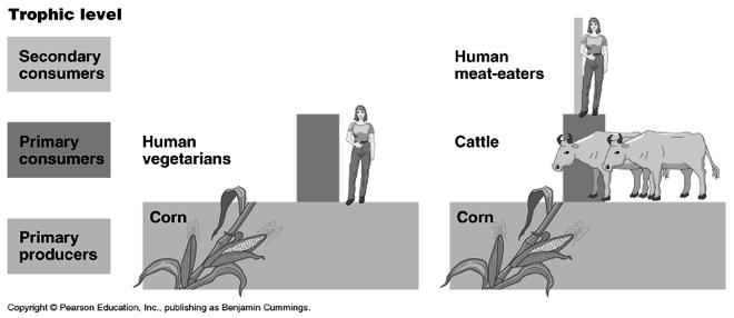 Figure 54.14 Food energy available to the human population at different trophic levels. Is it more efficient to eat vegetarian?