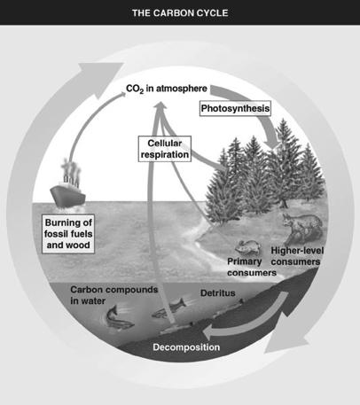 Figure 54.17 The carbon cycle. Remember: burning of fossil fuels and wood is creating a net addition of CO 2 to the atmosphere each year. Figure 54.