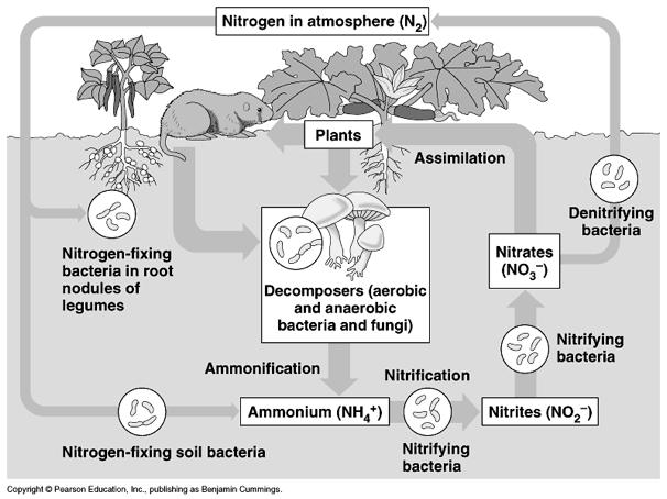Figure 54.17 The nitrogen cycle. Notice the long-term importance of nitrogen-fixing bacteria.