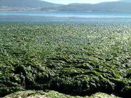 Seaweed Seaweed is known as green
