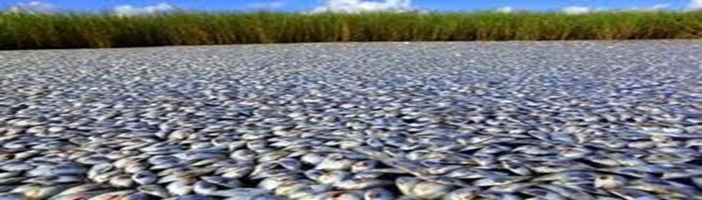 Natural Fish Kills Fish kills may also occur during the summer when temperatures of water rise Oxygen is