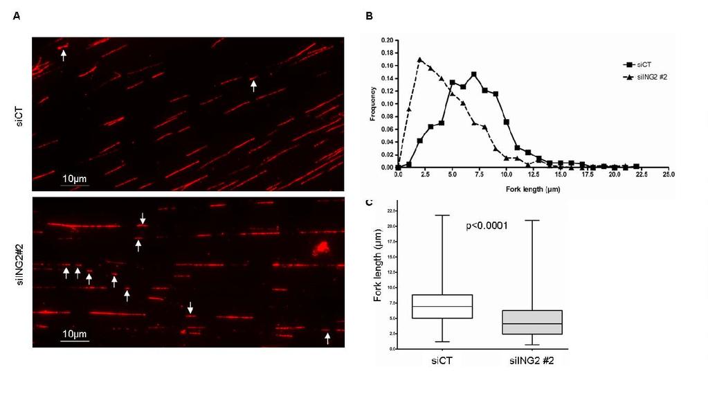 Figure 2S: Fork progression rate decreases after siing2#2 transfection. (A) Representative immunofluorescence images showing IdU positive tracks (red).