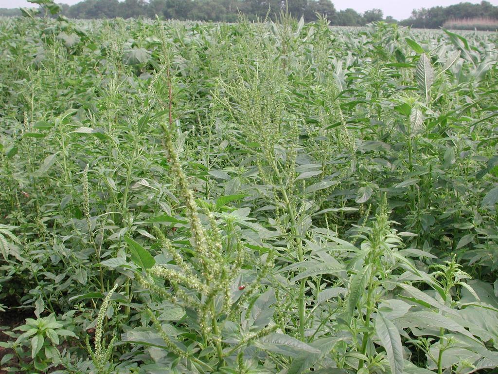 Weed Management in Grain Weed Sorghum New Biotypes in 2012 Huskie Herbicide Bayer Crop Science The needed disclaimer: This summary of Huskie herbicide for