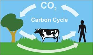 Natural Sources of Carbon Dioxide (CO 2 ) Plant and animal respiration An important natural source of carbon dioxide is plant and animal respiration, which accounts for 28.56% of natural emissions.