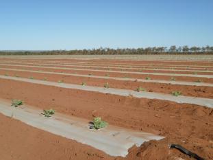 late dry season to maximise consumption for site preparation to melons