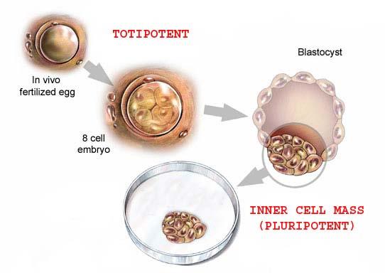 What are embryonic stem cells?