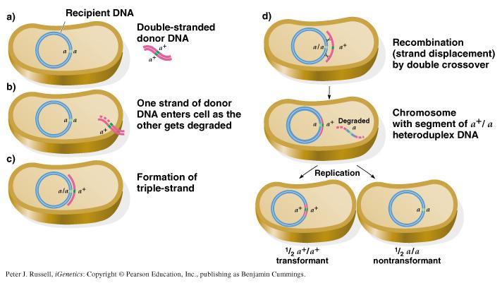 Transmission of genetic variation: transformation