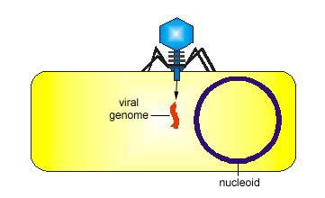 specialized transduction: A DNA fragment is transferred from one bacterium to another by a temperate bacteriophage that is now carrying donor bacterial DNA due