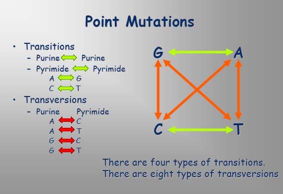 Sources of genetic variation: point mutations