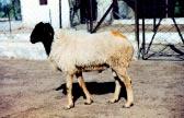 101 LIVESTOCK AND POULTRY IMPROVEMENT AND MANAGEMENT Carpet Woo SHEEP Avikain: The strain has the potentia to be deveoped as dua-type sheep for carpet woo and mutton production.