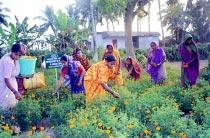 the vicinity Avaiabiity of irrigation Good market demand Beneficiaries can give more time Preparation of masaa 4 Preference for in-house income powder and papad