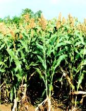 23 CROP IMPROVEMENT AND MANAGEMENT Moecuar profiing of 15 hybrids incuding 10 singe-cross maize hybrids reeased was carried out.