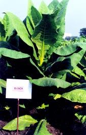 The hybrid is very important because ovue-parent is reported to be resistant to eeven diseases and two insect pests of tobacco.