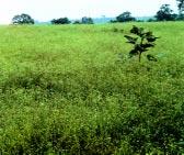 In north-eastern states, a serious invasion of exotic weed shiah-kanta (Mimosa himaayana syn M. rubicauis) has been reported in the word famous Kaziranga Nationa Park, Assam.