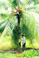 88 DARE/ICAR ANNUAL REPORT 2002 2003 A SUCCESS STORY USE OF PHEROMONE TRAPS TO MANAGE RED-PALM WEEVIL IN COCONUT A series of fied and aboratory experiments were conducted to assess the impact and