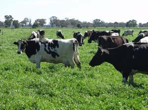 Enteric Methane Animal Management Reducing unproductive animal numbers Shifting herd/flocks to the business end More meat produced/cow or ewe Higher fertility, early joining, higher weaning %