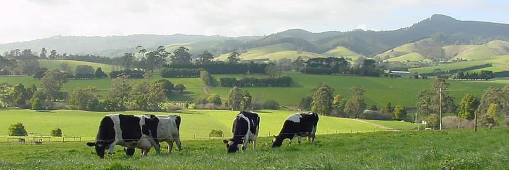 Pastures in Southern Victoria typically contain high levels (3 8 %) of crude fat (Ether extract)