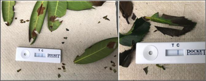 Detecting Phytophthora after baiting To confirm the presence of Phytophthora, you can remove a small piece of the bait lesion and test it with a commercially available diagnostic kit for Phytophthora