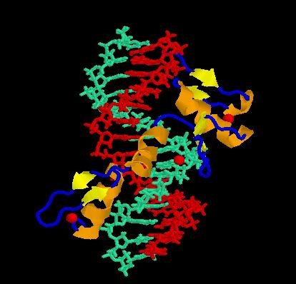 TRANSCRIPTION FACTOR IIIA Protein with 9 zinc fingers The protein does not