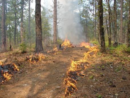 How is fire good for Longleaf Pines? Fires happen often in healthy Longleaf Pine forests, but when they don t get big and hot enough to hurt the trees.