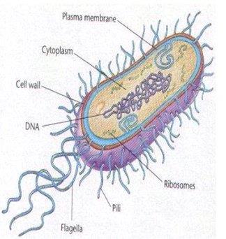 Prokaryotes: cells without organelles where the genetic