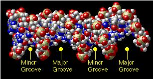 Major groove and minor groove The double helix presents a major groove and a minor groove (Figure 1).