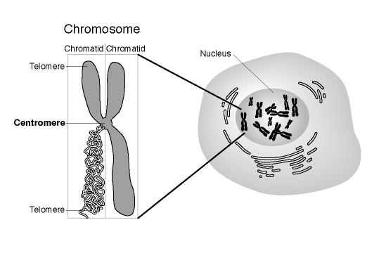 Chromosomes that are of the same pair and carry the same set of ge