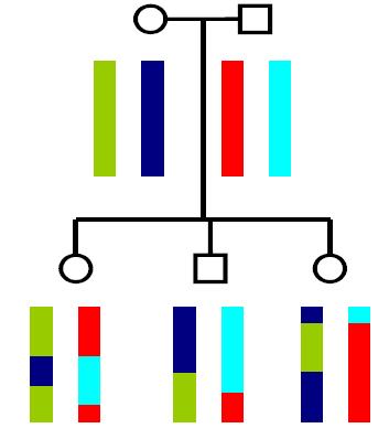 Recombination A chromosome inherited by an offspring from a parent is actually a mosaic of the parent's two chromosomes.
