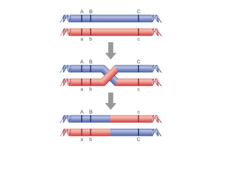 Linkage analysis The top diagram shows paternal (blue) and maternal (red) chromosomes aligned in a germ cell, a cell that gives rise to eggs or sperm.