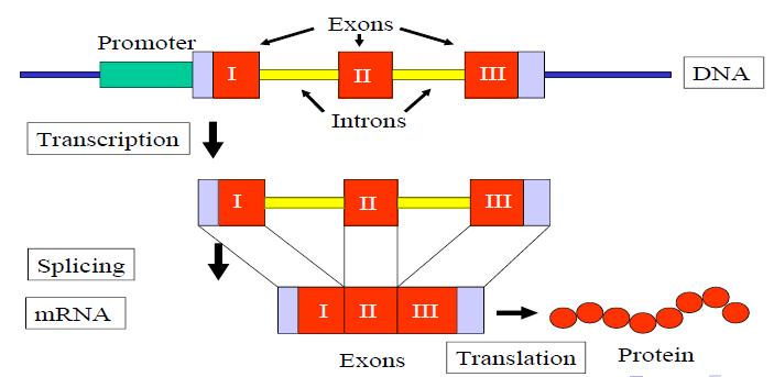 Coding sequences Genes do not form a continuous sequence but consists of several coding segments called exons that are separated by non-coding segments called introns Non-coding regions and introns