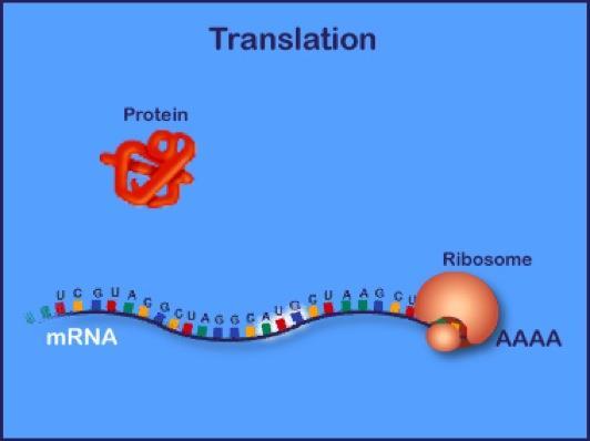 Translation is facilitated by two key molecules: transfer RNA and ribosomes Transfer RNA (trna) molecules transport amino acids to the growing protein chain.