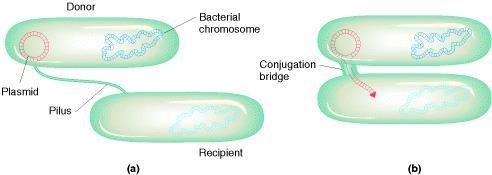 Conjugation F+ F+ F (a) During conjugation, the pilus pulls two bacteria together. (b) Next, a bridge (essentially a pore) forms between the two cells.