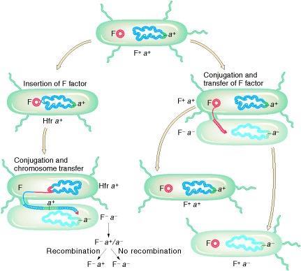 Summary events taking place in the conjugational cycle of E. coli.