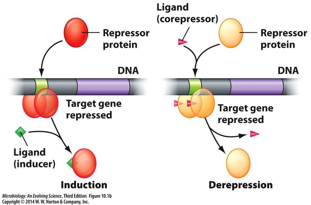 Transcriptional control by regulatory proteins Regulatory proteins Repressors Bind regulatory sequences in the DNA and prevent transcription of target genes