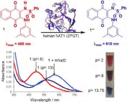 P281 Small-Molecule Colorimetric Probes for the Specific Detection of a Breast Cancer Biomarker James E. Egleton, Nicola Laurieri, Amy Varney, Cyrille C. Thinnes, Peter T.