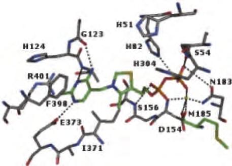 Figure 1. Co-crystal structure of TPP and D. radiodurans DXS (3). The active site of DXS from a model organism (D.