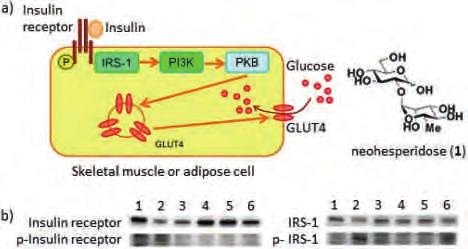 P403 Study on Signal Transduction Pathway Responsible for the Insulin Mimetic Activity of Neohesperidose [1] L. Zanatta, A. Rosso, P. Folador, M. S. Figueiredo, M. G. Pizzolatti, L. D. Leite, F. R. Silva, J.
